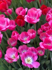 Obraz premium Pink tulips blooming among greenery with a few red blossoms in vibrant spring garden backdrop