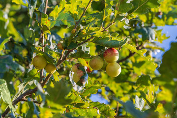 Oak apples on leaves. Galls of Cynips quercusfolii  on a oak tree leaves. Place for text.