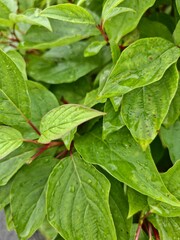 Green Serrated Edge Plant Leaves Natural Texture