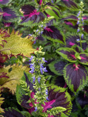 Purple Flowers with Green Leaves Garden Plant Blooms