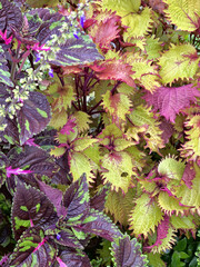 Green Purple Mixed Plant Leaves Natural Garden Foliage
