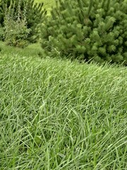 Green Grass Close-up Natural Lawn Texture