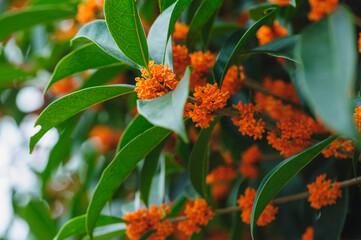 Gold Sweet Osmanthus blooming in the park
