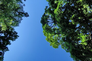 Canopée verte et ciel bleu. Regarder les grands arbres en levant la tête.
