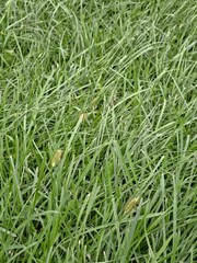 Natural Green Grass Lawn Turf Ground Cover Texture