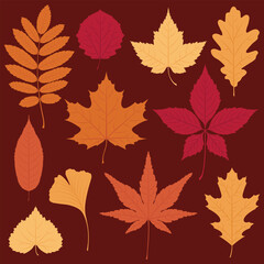 Obraz premium Collection of various autumn colorful leaves on a dark brown background. Vector foliage illustration.
