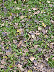 Autumn leaves on green grass background