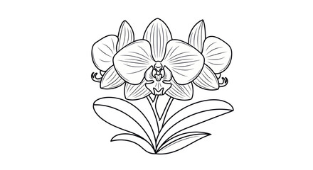 Elegant Orchid Flower Illustration with Detailed Line Art and Delicate Petals.