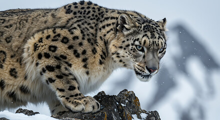 Snow Leopard Stealthily Watches From Snowy Rock In Alpine Landscape