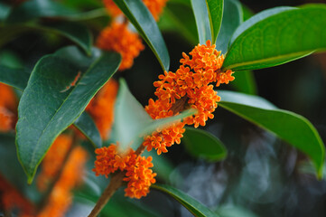 Gold Sweet Osmanthus blooming in the park