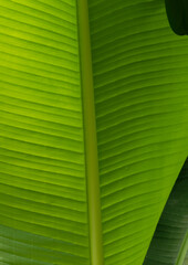 Feuille de bananier