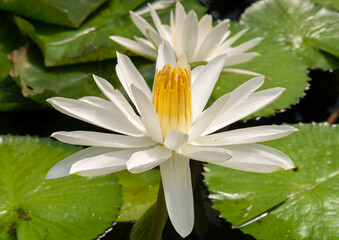 Nelumbo nucifera Gaertn, 