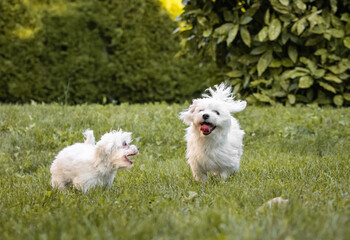 couple of maltese puppies playing together