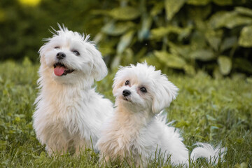 cute happy maltese couple looking at camera