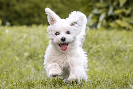 cute happy maltese puppy pet friend playing in grass