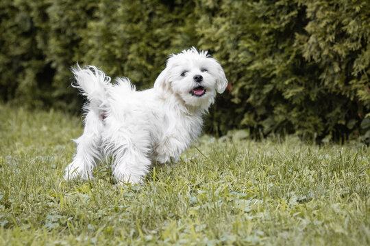 cute happy maltese puppy pet friend playing in grass