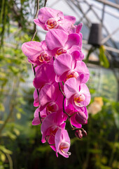  Orchidée, phalaenopsis