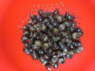 A bright red plastic colander holds freshly collected wet snails,placed outdoors on a rough cement...