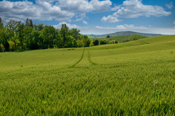 Obraz premium Field view with green leaves of wheat during the growth stage in Navarra