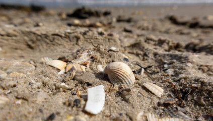 Shell in the sand, close-up: beach and sea