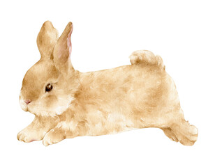 Rabbit Side View Vector
