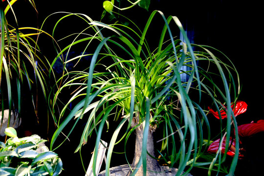Plantes vertes polaris&eacute;es et luminescentes