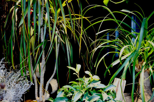 Plantes vertes polaris&eacute;es et luminescentes