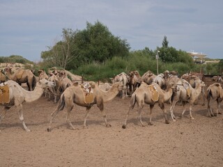 The camel in the desert of Inner Mongolia, China