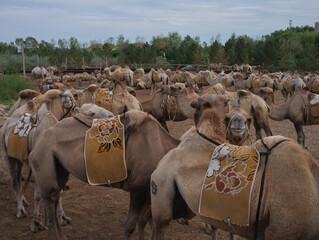 The camel in the desert of Inner Mongolia, China