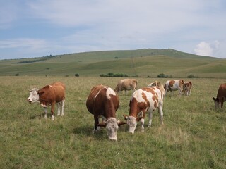 The cow groups in the grassland of Inner Mongolia, China