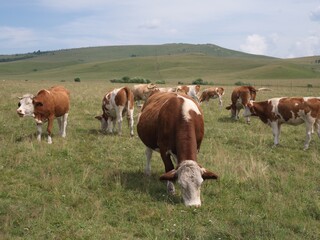 The cow groups in the grassland of Inner Mongolia, China
