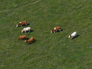 The cow groups in the grassland of Inner Mongolia, China