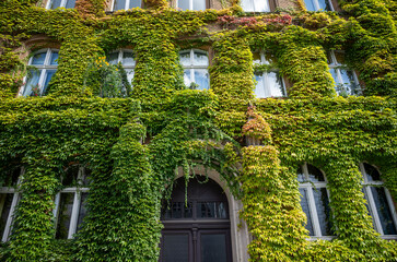 Green wall. Growing Plants on the Facade of a House