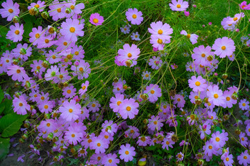 Cosmos flowers form a beautiful background.