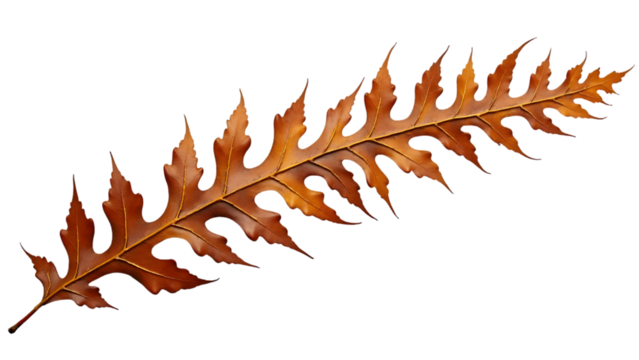 A single, detailed brown oak leaf with serrated edges, isolated on a transparent background, representing the beauty of autumn