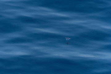 A black wing flyingfish while flying out of the water in the sea