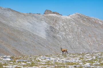 A chamois in its environment in Olympus Mountain in Greece with the summit Mytikas in the background