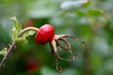 owoc dzikiej róży (Rosa canina lub pokrewne gatunki)