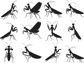 Praying mantis insect silhouette set, black vector mantis poses, isolated bug shapes, entomology clipart, editable mantis illustrations