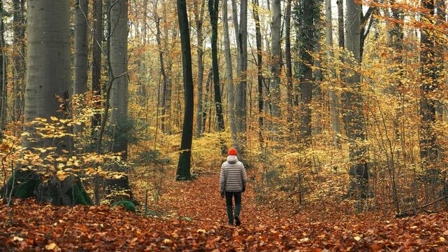 Hiker in scenic yellow beech forest in fall. Walking on a path covered with autumn leaves