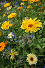 Close-up of blooming yellow and orange marigolds surrounded by blue lungwort flowers and green foliage. Sunlight illuminates the meadow creating a warm and lively atmosphere.
