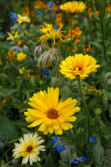 Close-up of blooming yellow and orange marigolds surrounded by blue lungwort flowers and green foliage. Sunlight illuminates the meadow creating a warm and lively atmosphere.
