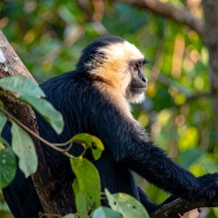 Obraz premium Monkey in a tree