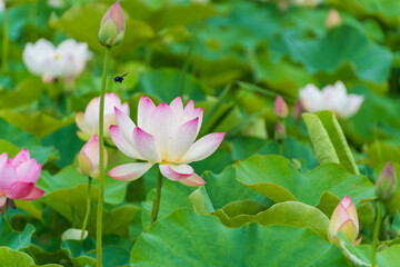 夏の蓮の花と緑の葉の風景