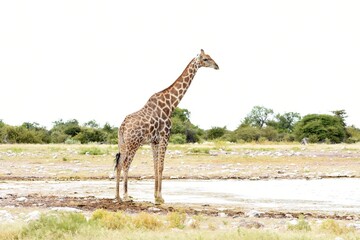 Eine Steppengiraffe (giraffa camelopardalis) trinkt am Wasserloch im Etoscha Nationalpark