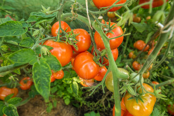 Ripe and still green tomatoes hang in bunches on branches in a greenhouse. Lush parsley greens grow next to them.