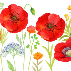 Fototapeta premium A vibrant set of beautiful red poppies with delicate petals blossoms in a summer field