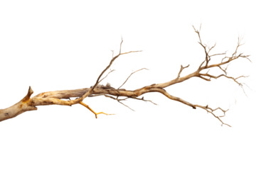 Weathered Dry Tree Branch with Sparse Twigs on Transparent Background wood nature isolated on a transparent background
