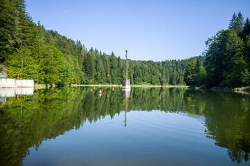 Lake Surrounded by Green Trees