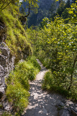 A Shady Path in the Woods